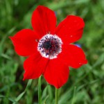 La flor nacional de Israel - Revista El Medio La flor nacional de Israel - Revista El Medio