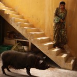 ‘Un cerdo en Gaza’