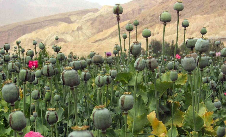plantacion-opio-afganistan
